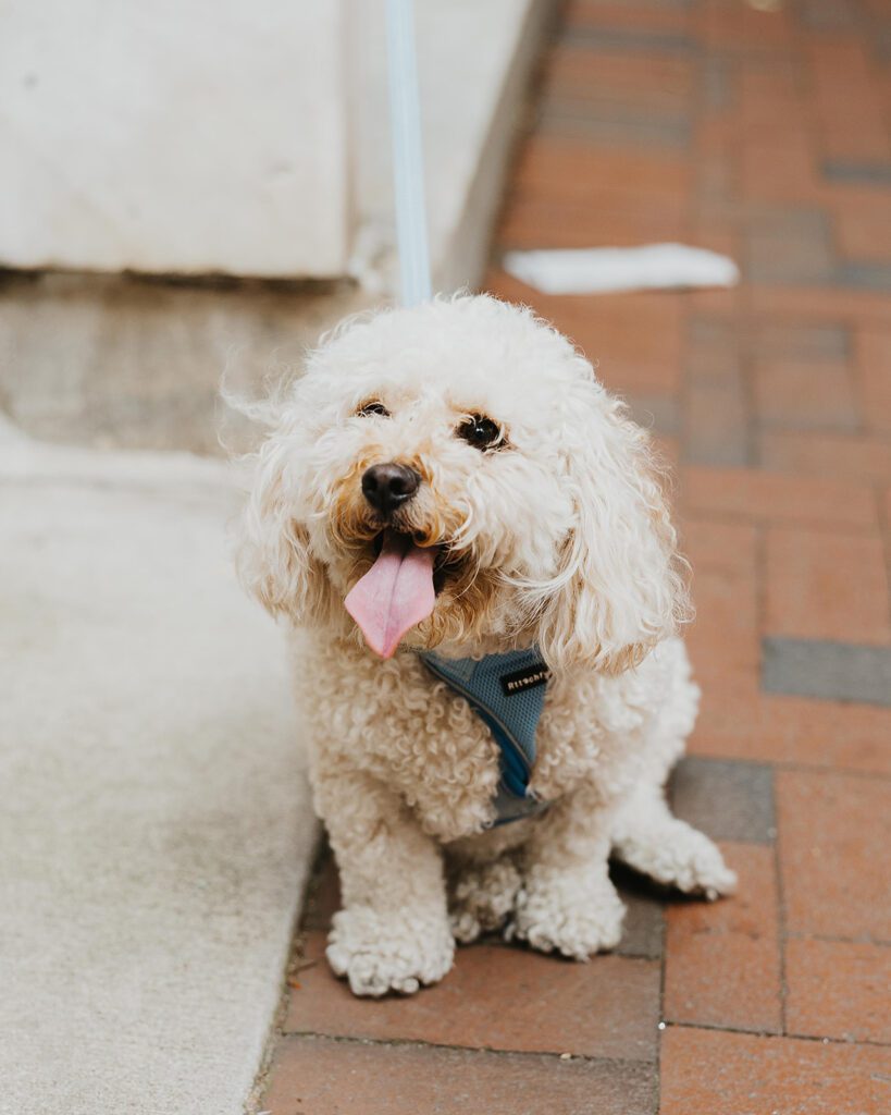 fluffy white little dog